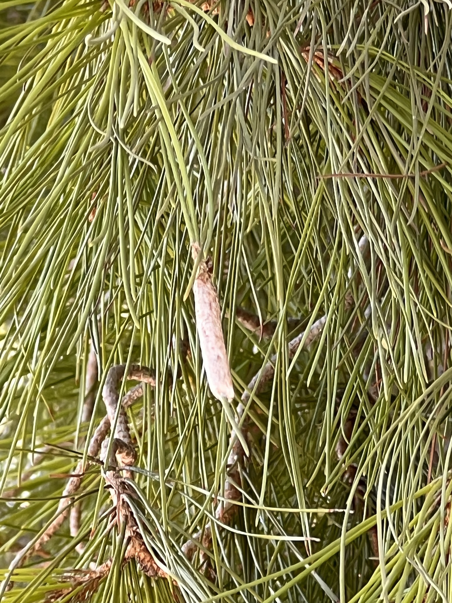 Εφαρμογή καταπολέμησης καμπιών πεύκων