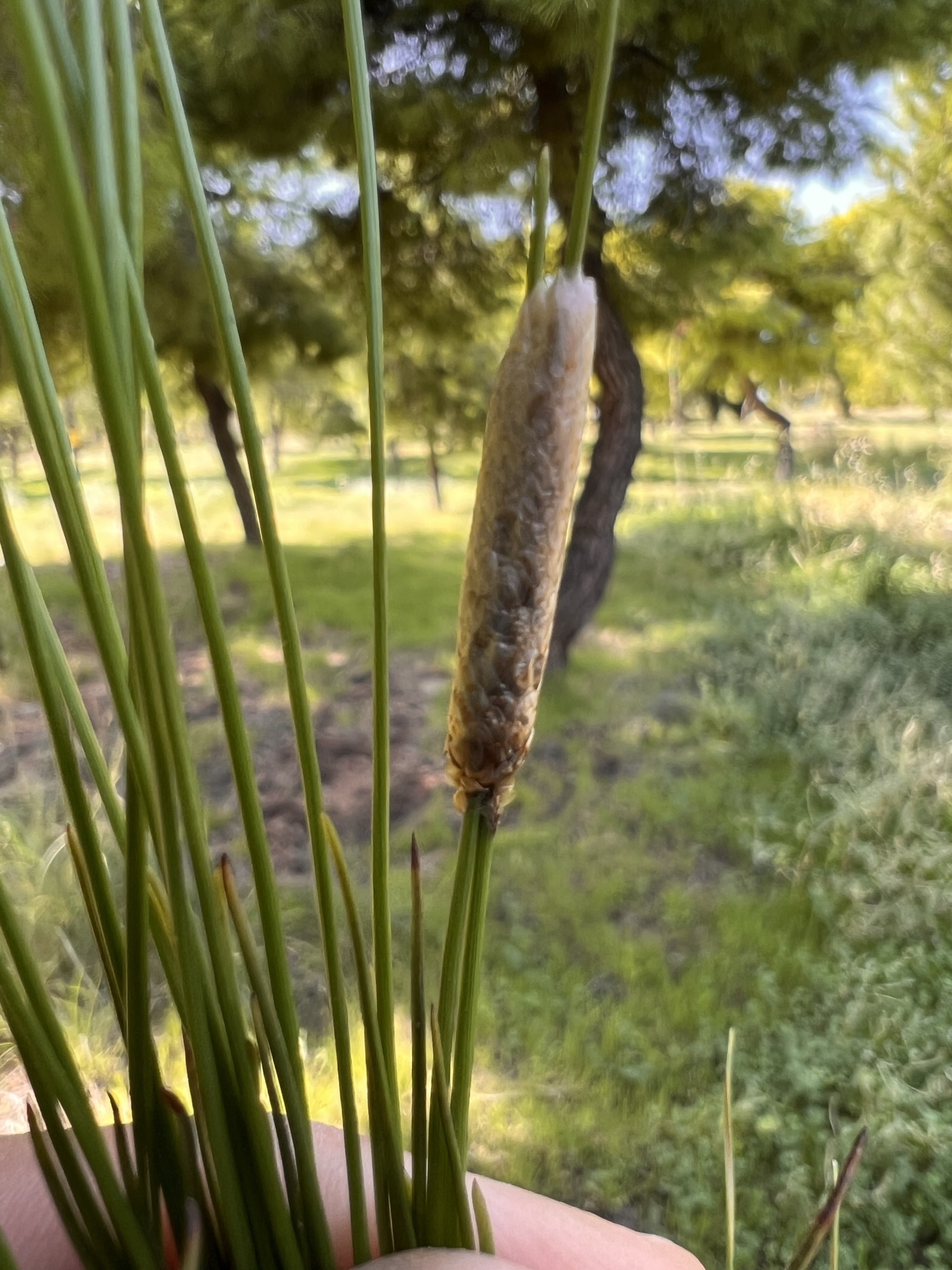 Εξειδικευμένη επέμβαση